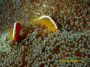 Skunk Anemonefish